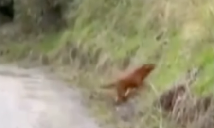 Debate en redes por el uso de perro antiexplosivos en operativo que protegió a 300 familias en el oriente del Cauca