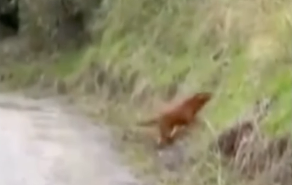 Debate en redes por el uso de perro antiexplosivos en operativo que protegió a 300 familias en el oriente del Cauca