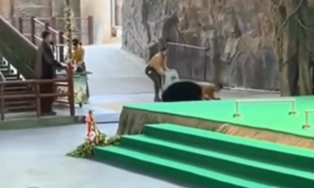 Oso ataca a su cuidador durante show en el Hangzhou Safari Park