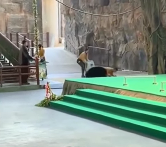 Oso ataca a su cuidador durante show en el Hangzhou Safari Park