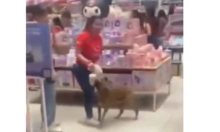 Perro callejero enternece a clientes en centro comercial de Mérida