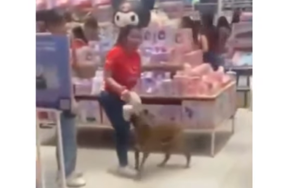 Perro callejero enternece a clientes en centro comercial de Mérida