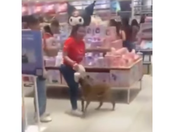 Perro callejero enternece a clientes en centro comercial de Mérida