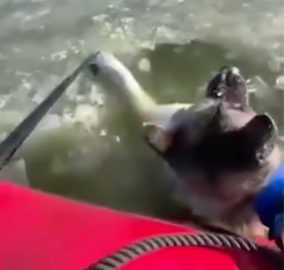 Bomberos rescatan a un perro que cayó en un lago congelado en St. Louis