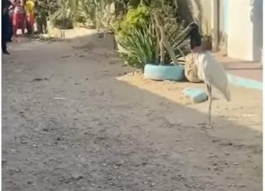 Cigüeña reaparece en barrio Los Ángeles II y autoridades piden no alimentarla