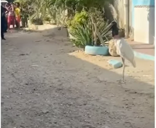 Cigüeña reaparece en barrio Los Ángeles II y autoridades piden no alimentarla