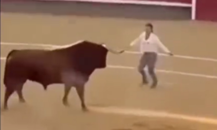 Toro reconoce a mujer que lo crió y se detiene en plena corrida