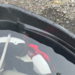 ¡Terror en el entrenamiento! Un jugador pasó casi una hora con una serpiente venenosa en el casco