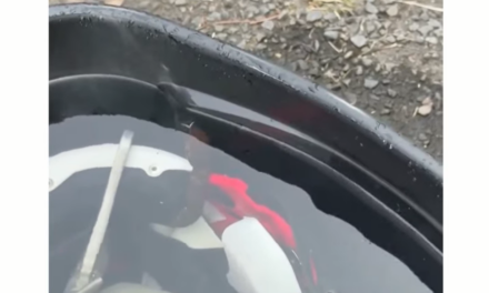 ¡Terror en el entrenamiento! Un jugador pasó casi una hora con una serpiente venenosa en el casco