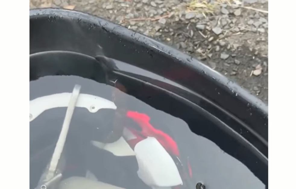 ¡Terror en el entrenamiento! Un jugador pasó casi una hora con una serpiente venenosa en el casco
