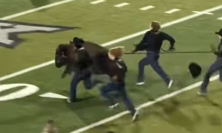 Ralphie VII, el lineje de una mascota real del football colegiado