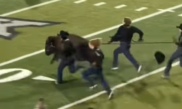 Ralphie VII, el lineje de una mascota real del football colegiado