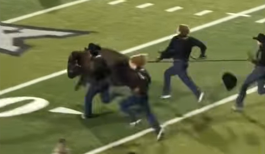 Ralphie VII, el lineje de una mascota real del football colegiado